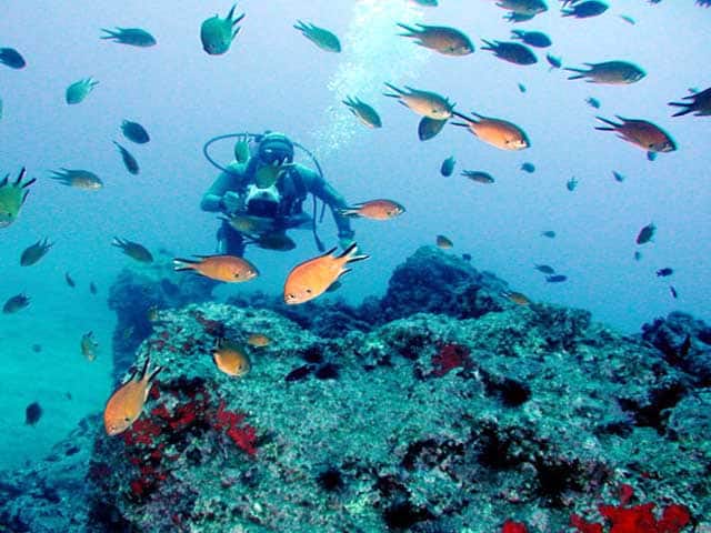 Snorkeling Madeira at the Garajau Marine Reserve