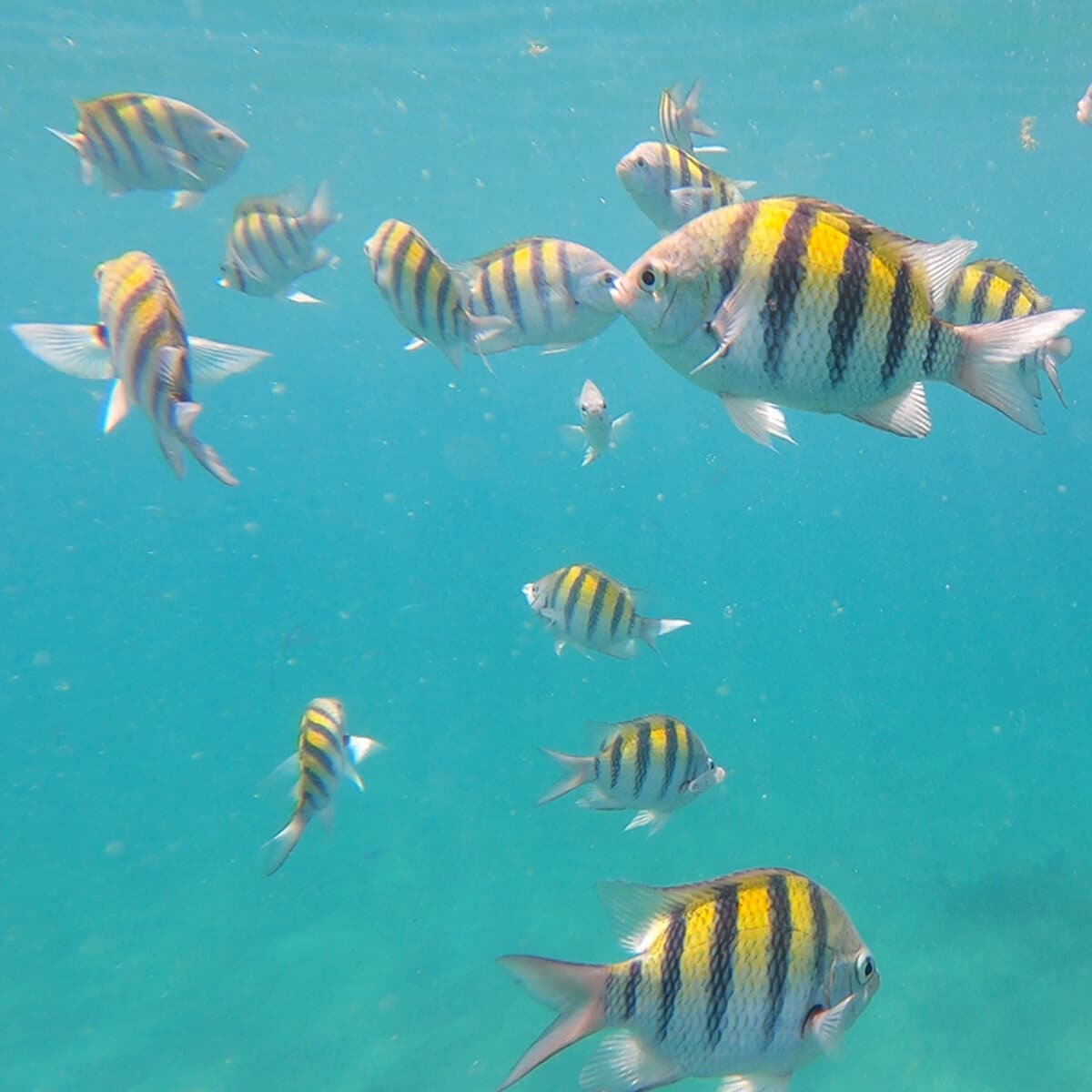 Snorkeling in Peanut Island West Palm Beach best spots and other